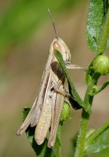 Réf. 239 959 : Euchorthippus elegantulus